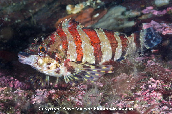 Painted Greenling Pictures images of Oxylebius pictus